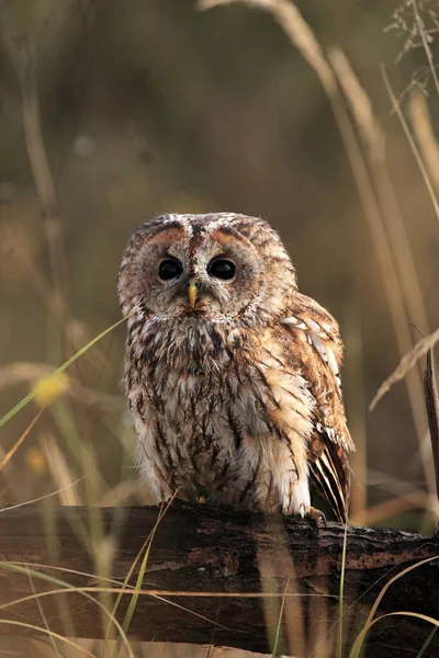 Búho Tawny Búho Marrón Strix Aluco Sentado Una Estaca Madera — Foto de Stock