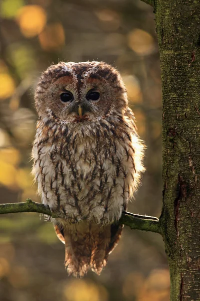 バックライトに座っている枝の上にある小さなフクロウや茶色のフクロウ Strix Aluco 大きなフクロウは通常木の幹の横に隠れて座っています — ストック写真