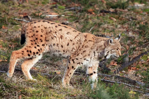 Ευρασιατικός Λύγκας Lynx Lynx Διασχίζει Ένα Λιβάδι Lynx Στο Φυσικό — Φωτογραφία Αρχείου