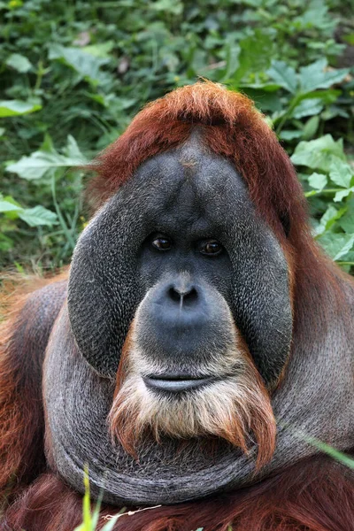 Sumatranský Orangutan Pongo Abelii Portrét Zeleni — Stock fotografie