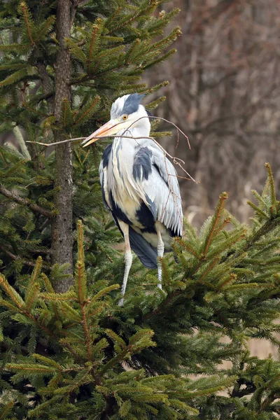 The grey heron (Ardea cinerea) typical behavior when building nests, with a branch in its beak. Great Gray Heron on top of a spruce.