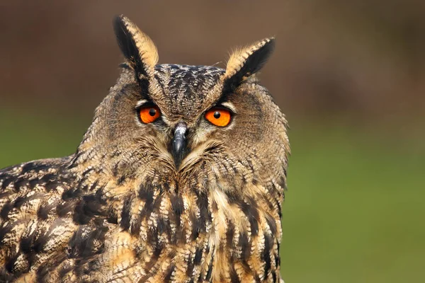 Porträtt Eurasisk Örnuggla Bubo Bubo Med Grön Och Brun Bakgrund — Stockfoto