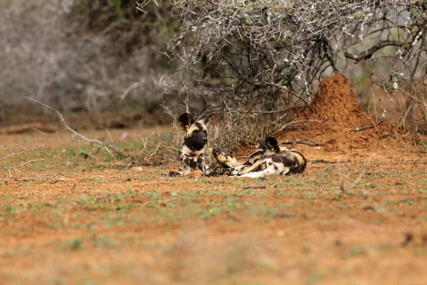 非洲野狗 非洲猎狗或非洲彩绘的狗 Lycaon Pictus 三只幼犬栖息在红土上的刺相思下 旁边是白蚁丘 — 图库照片