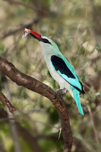 林地翠鸟 Halcyon Senegalensis 栖息在树枝上 嘴里衔着蛾 一种蓝色的非洲大翠鸟 栖息在树枝上 喙上有猎物 背景是绿色的 — 图库照片