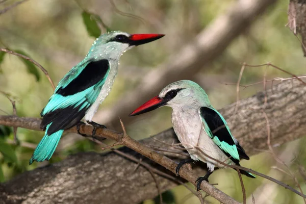 Martín Pescador Forestal Halcyon Senegalensis Sentado Rama Con Fondo Verde — Foto de Stock