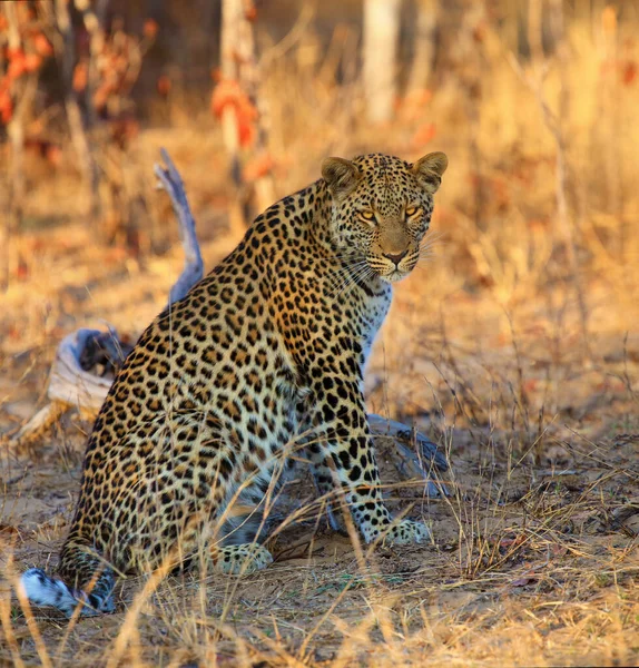 Леопард Panthera Pardus Большой Самец Закате Леопард Жёлтом Сухом Кусте — стоковое фото