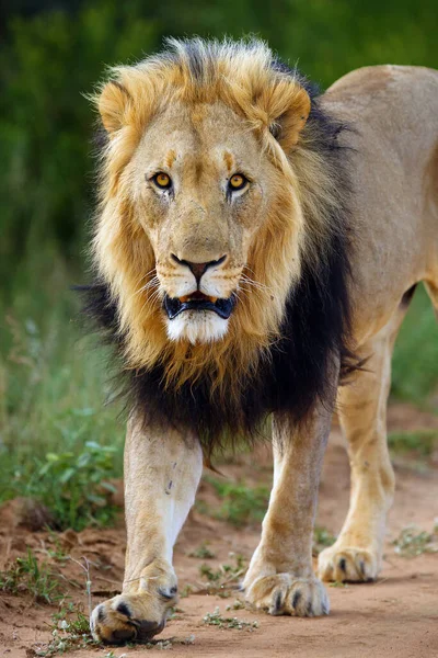 Big male lion, African, Transvaal or the Southeast African lion (Panthera leo krugeri) with black mane on the road. Portrait of a big lion with a black mane.