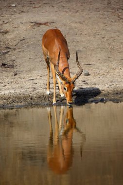 İmpala (Aepyceros melampus) erkek su birikintisinden su içiyor