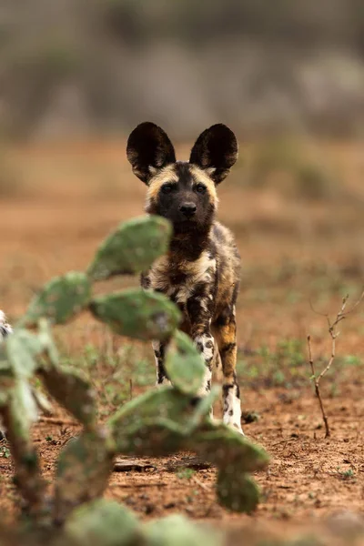 Cane Selvatico Africano Cane Caccia Africano Cane Dipinto Africano Lycaon — Foto Stock