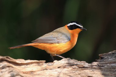 Beyaz kaşlı robin-chat (Cossypha heuglini), koyu arkaplanda oturan.