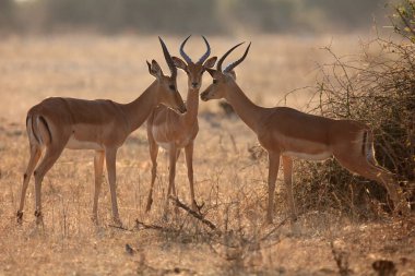 Impala (Aepyceros melampus), tartışma sırasında üç erkek. Bir grup erkek İmpala sabahın erken saatlerinde kuru çalılıklarda.