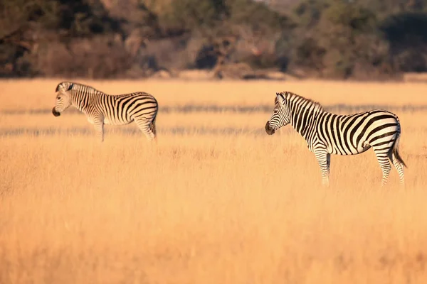 Vlakten Zebra Equus Quagga Equus Burchellii Ook Bekend Als Zebra — Stockfoto
