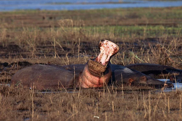 Hippopotame Commun Hippopotamus Amphibius Hippopotame Bâillant Dans Bain Boue — Photo