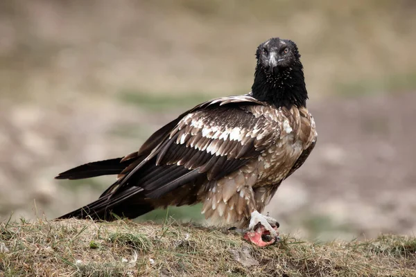 Молодой Бородатый Гриф Gypaetus Barbatus Известный Lammergeier Ossifrage Сидящий Земле — стоковое фото