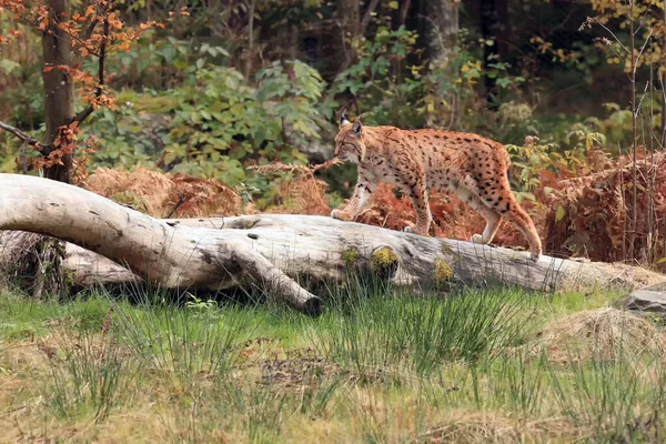 Ευρασιατικός Λύγκας Lynx Lynx Περπατώντας Στο Ξηρό Κορμό Του Δάσους — Φωτογραφία Αρχείου