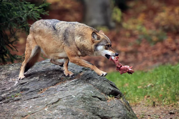 その口の中に肉片を持つ灰色のオオカミまたは灰色のオオカミ Canis Lupus 森の中の獲物の残りの部分とオオカミ — ストック写真