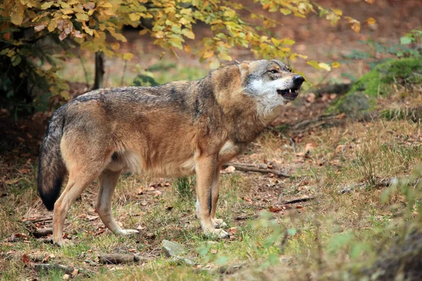 Grijze Wolf Grijze Wolf Canis Lupus Huilt Het Bos Grijze — Stockfoto