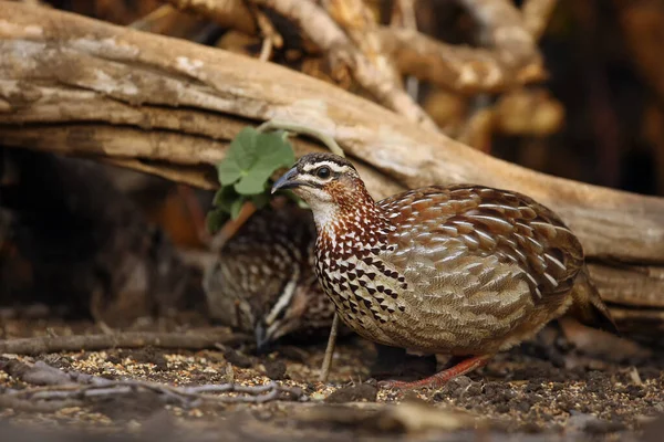 Crested Francolin Dendroperdix Sephaena Sitting Ground — Stock Photo, Image