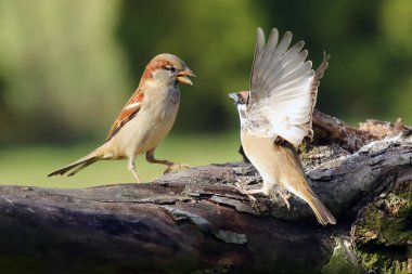 Ev serçesi (Passer domesticus) ve Avrasya ağaç serçesi (Passer montanus) bir dal üzerinde savaşmaktadır. Yeşil arka planda iki serçe arasında anlaşmazlık.