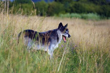 Kuzeybatı kurdu (Canis lupus occidentalis) çayırın üzerinde durur. Kurt (