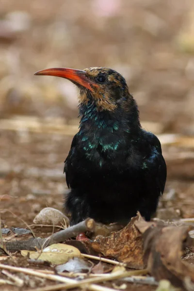 Πράσινο Ξύλο Hoopoe Phoeniculus Purpureus Κάθεται Στο Έδαφος Ένα Καφέ — Φωτογραφία Αρχείου