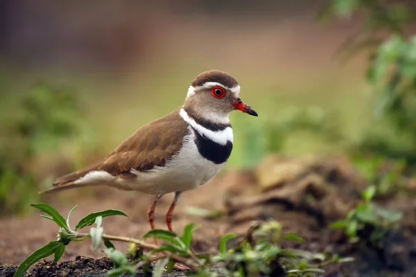 Three Banded Plover Three Banded Sandplover Charadrius Tricollaris Standing Shore — Stock Photo, Image