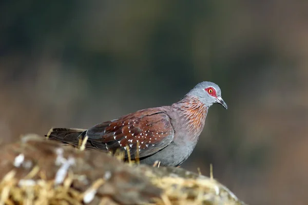 Spekled Pigeon Feral Pigeon Columba Guinea Rock Large Colored Pigeon — Stock Photo, Image