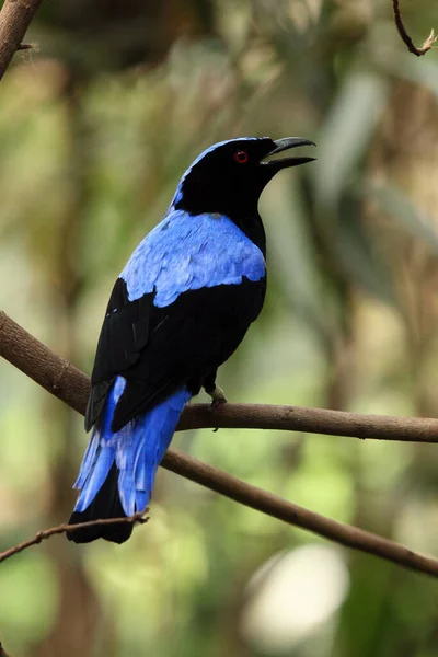 Asijský Víla Bluebird Irena Puella Sedí Větvi Modrý Pták Zelené — Stock fotografie