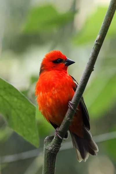 Fody Vermelho Foudia Madagascariensis Sentou Ramo Tecelão Vermelho Selva Verde — Fotografia de Stock