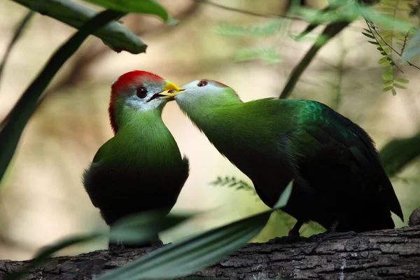 Vörös Héjú Turaco Tauraco Erythrolophus Pár Ágon Bokorban Egy Pár — Stock Fotó