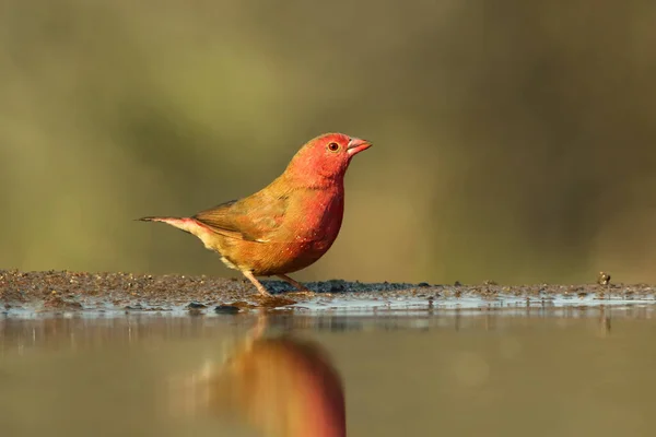 Firefinch Vermelho Faturado Firefinch Senegal Lagonosticta Senegala Waterhole Com Fundo — Fotografia de Stock