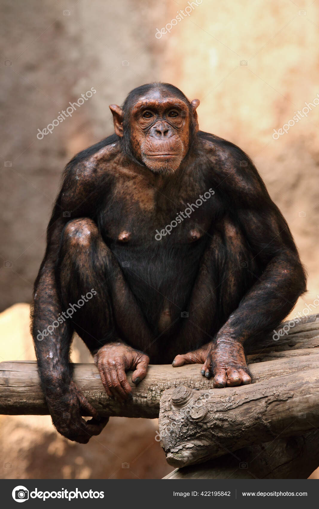 Fotos de Chimpanzé comum, Imagens de Chimpanzé comum sem royalties