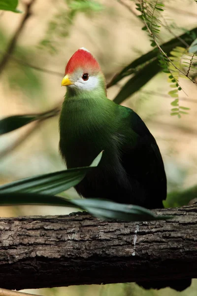 Turaco Aigrettes Tauraco Erythrolophus Portrait — Photo