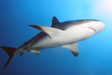 Karayip resif köpekbalığı (Carcharhinus perezii) mavi resifin üzerinde yüzer..