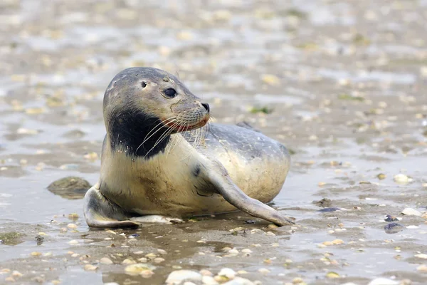 Harbor Harbour Seal Phoca Vitulina Also Known Common Seal Young — Stock Photo, Image