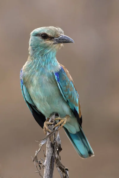 European Roller Coracias Garrulus Sitting Branch Brown Background Winter Time — Stock Photo, Image