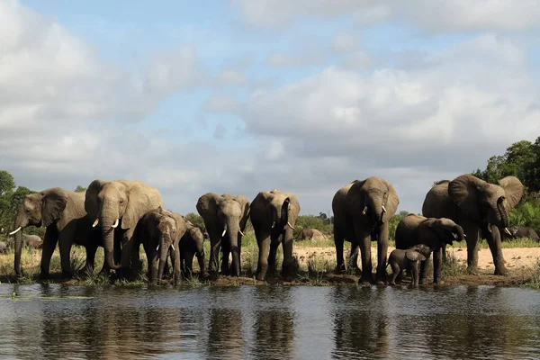 Słoń Afrykański Loxodonta Africana Rodzina Przy Wodopoju Chmurami Niebie — Zdjęcie stockowe