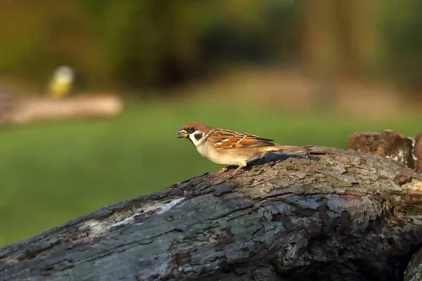 Євразійський Горобчик Passer Montanus Сидить Гілці Зеленим Фоном Трохи Коричневого — стокове фото