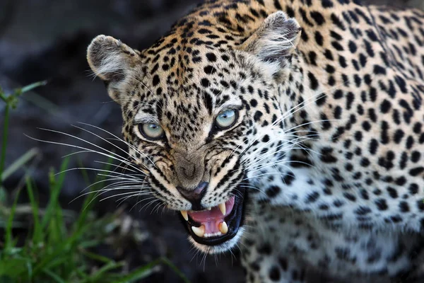 Leopar Panthera Pardus Leopar Dişleri Açıkta Yaklaşan Anne Büyük Dişi — Stok fotoğraf