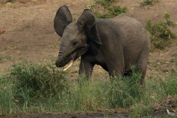 Elefante Joven Enojado Loxodonta Africana Cañas Joven Macho Ondeando Tronco — Foto de Stock