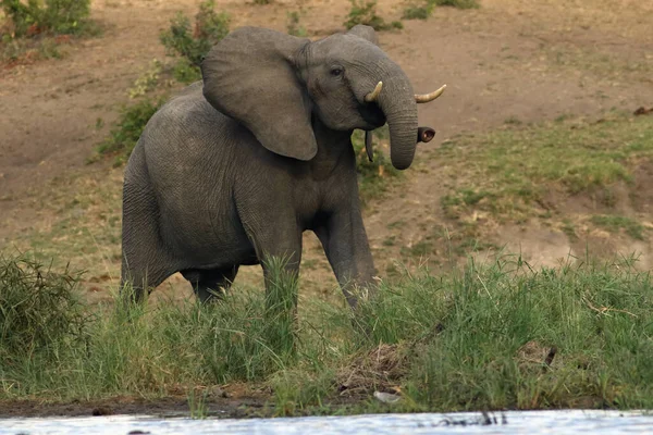 Wütender Junger Elefant Loxodonta Africana Ufer Des Damms Mit Aufgerichtetem — Stockfoto