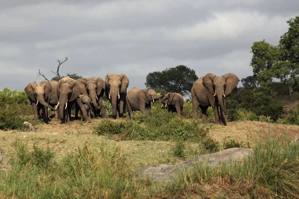 Elefante Loxodonta Africana Familia Que Viaja Sabana Una Gran Manada — Foto de Stock