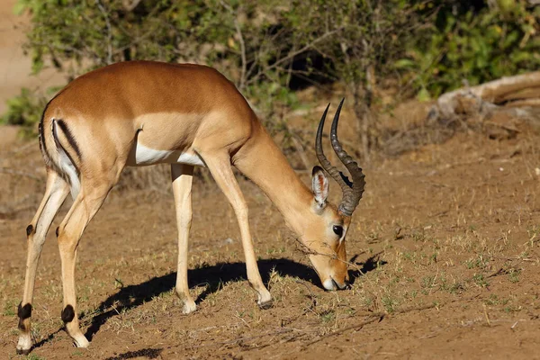 Impala Aepyceros Melampus Dorosły Samiec Jedzący Ostatnie Resztki Trawy — Zdjęcie stockowe