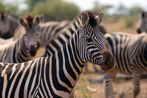 Zebra Das Planícies Equus Quagga Anteriormente Equus Burchellii Também Conhecida — Fotografia de Stock