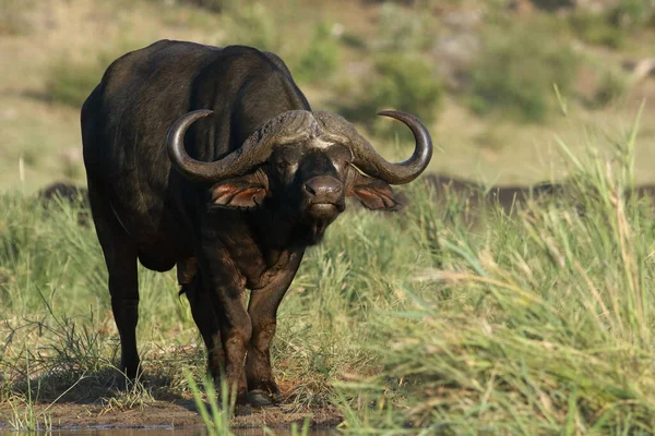 Búfalo Africano Macho Syncerus Caffer Juncos Com Resto Seu Rebanho — Fotografia de Stock