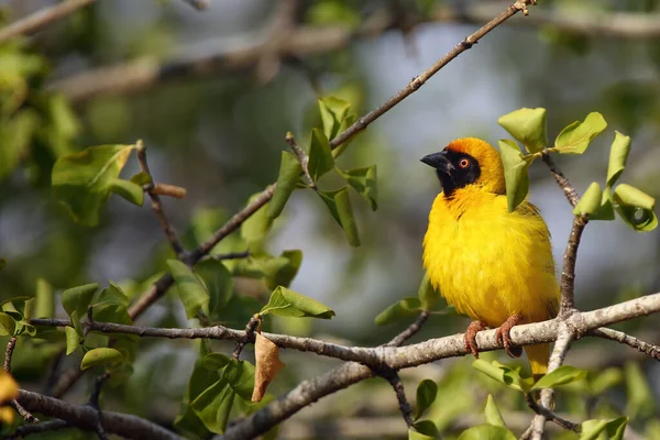 The southern masked weaver or African masked weaver (Ploceus velatus) sitting on the bush
