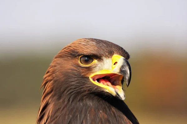 Detalj Huvudet Kungsörn Aquila Chrysaetos Med Öppen Näbb — Stockfoto