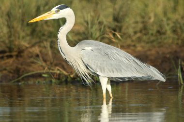 Sudaki gri balıkçıl (Ardea cinerea)