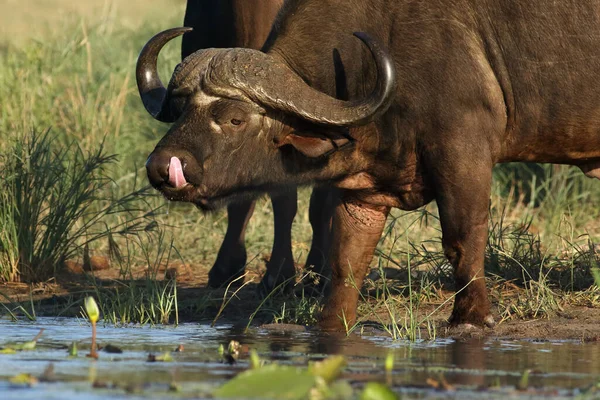 Búfalo Africano Búfalo Del Cabo Syncerus Caffer Lamiéndose Boca —  Fotos de Stock
