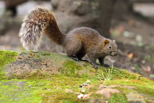 パラスのリス Callosciurus Erythraeus 苔むした石の上に座っているアカゲザルとしても知られる ストック画像